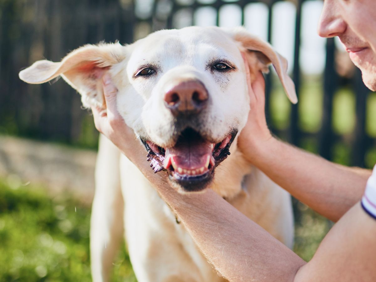 person petting a dog