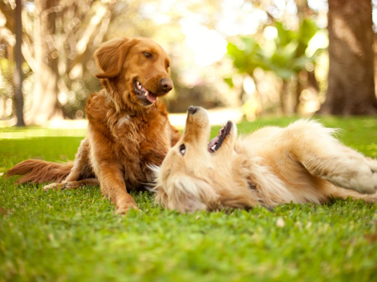 Two dogs lying on grass