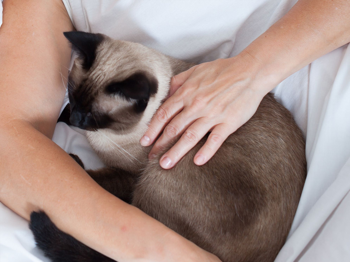 female feeding a cat