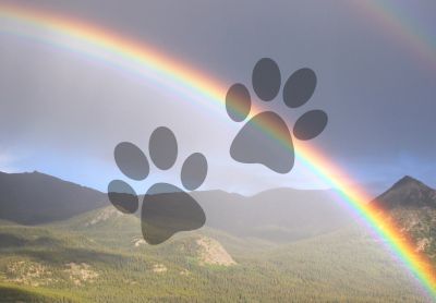 A cat and dog sitting on the shore of a lake